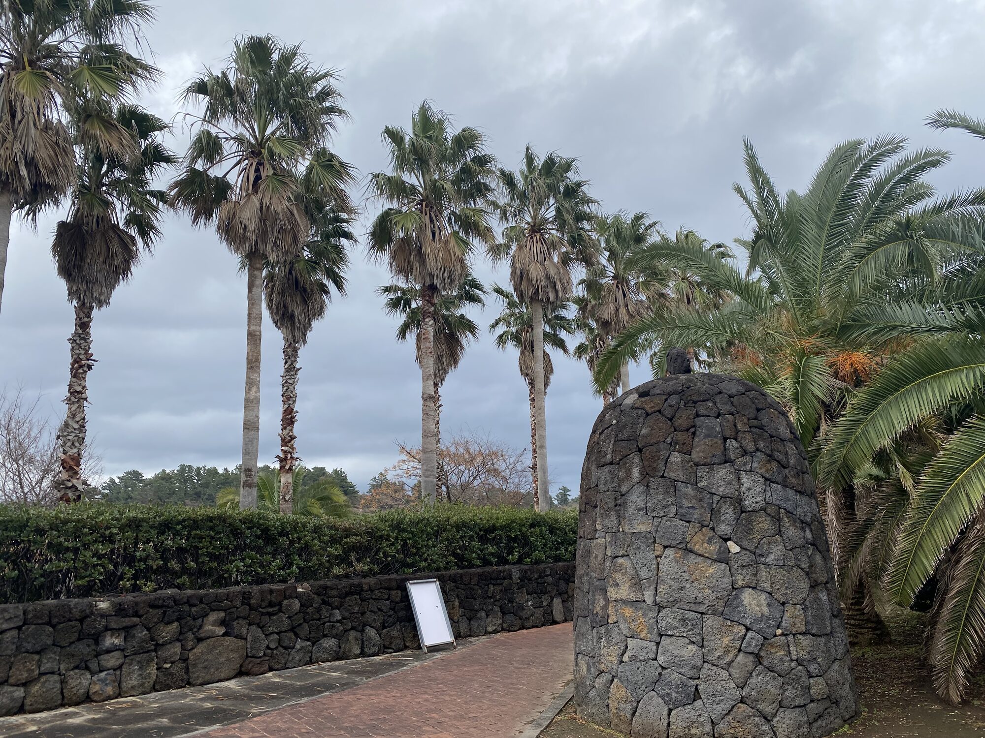 Jeju, palms and stone