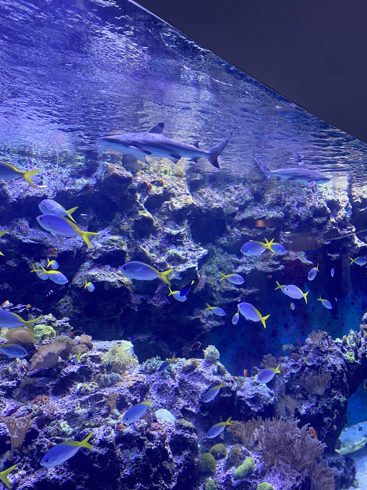 The aquarium