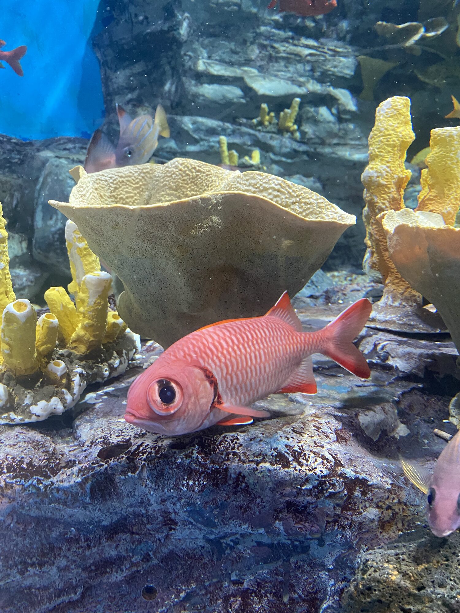 A fish among the coral