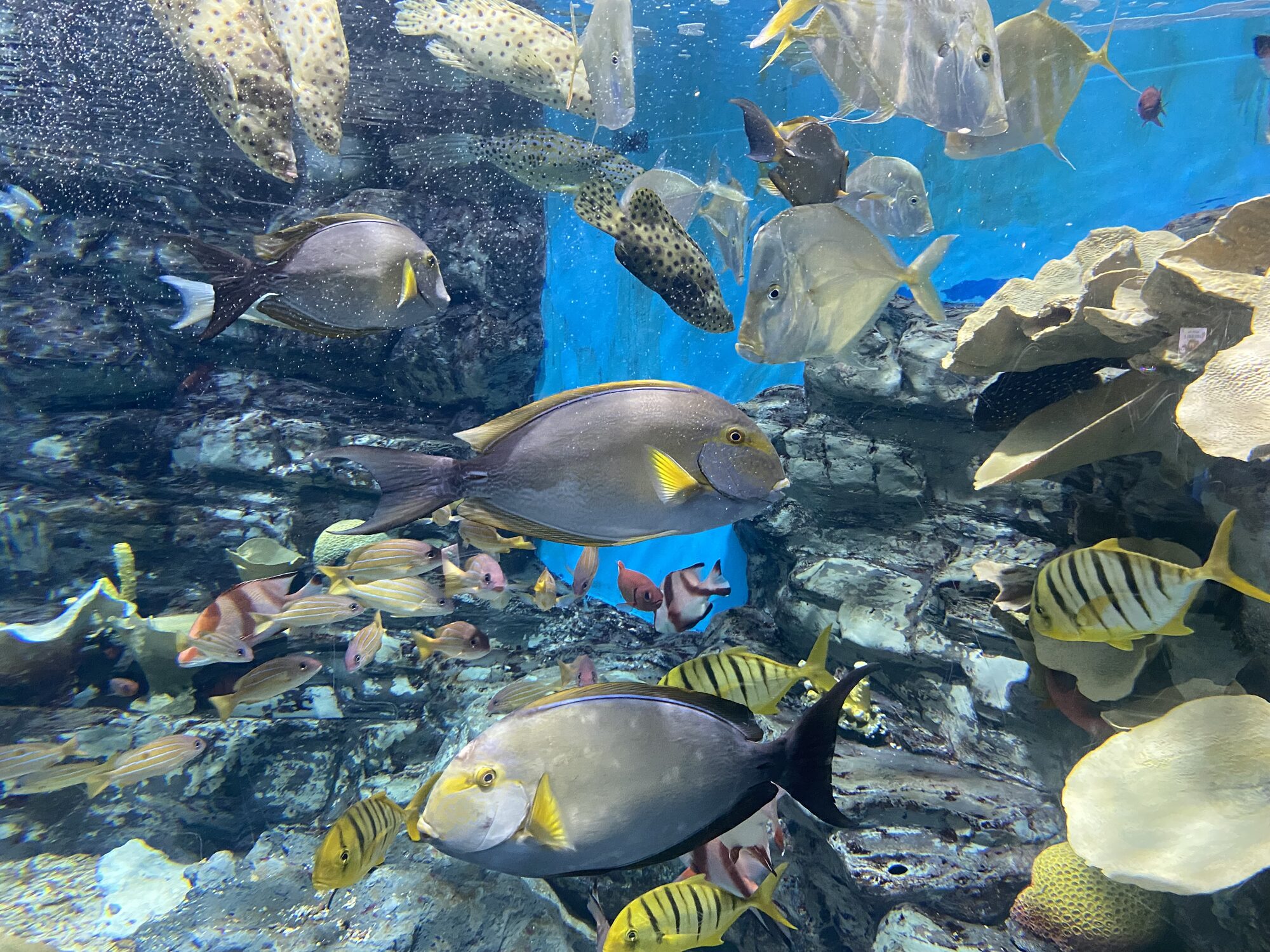 Inside the aquarium